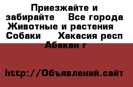 Приезжайте и забирайте. - Все города Животные и растения » Собаки   . Хакасия респ.,Абакан г.